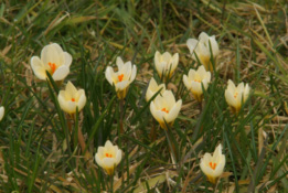 Crocus chrysanthus 'Cream Beauty'  bestellen